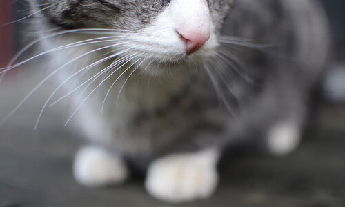 《虚拟偶像助阵线上赛事，为电竞注入新活力》，虚拟偶像官网