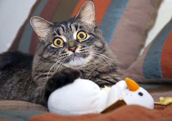 开云体育APP下载-国家马术队与国际专家合作，训练水平提升，国家马术队队员