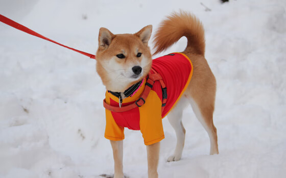史诗级逆转:欧冠赛场的“逆风翻盘”记忆,欧冠历史最佳逆转