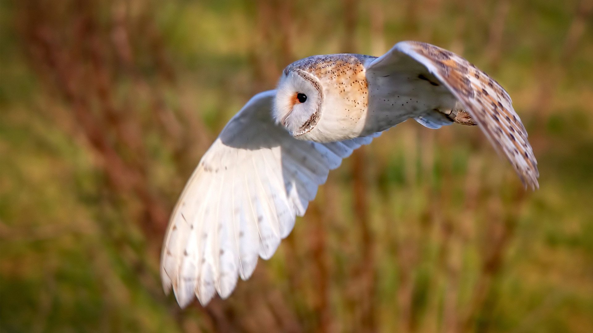 太空狼人杀“脑力决战”全球总决赛火热登场