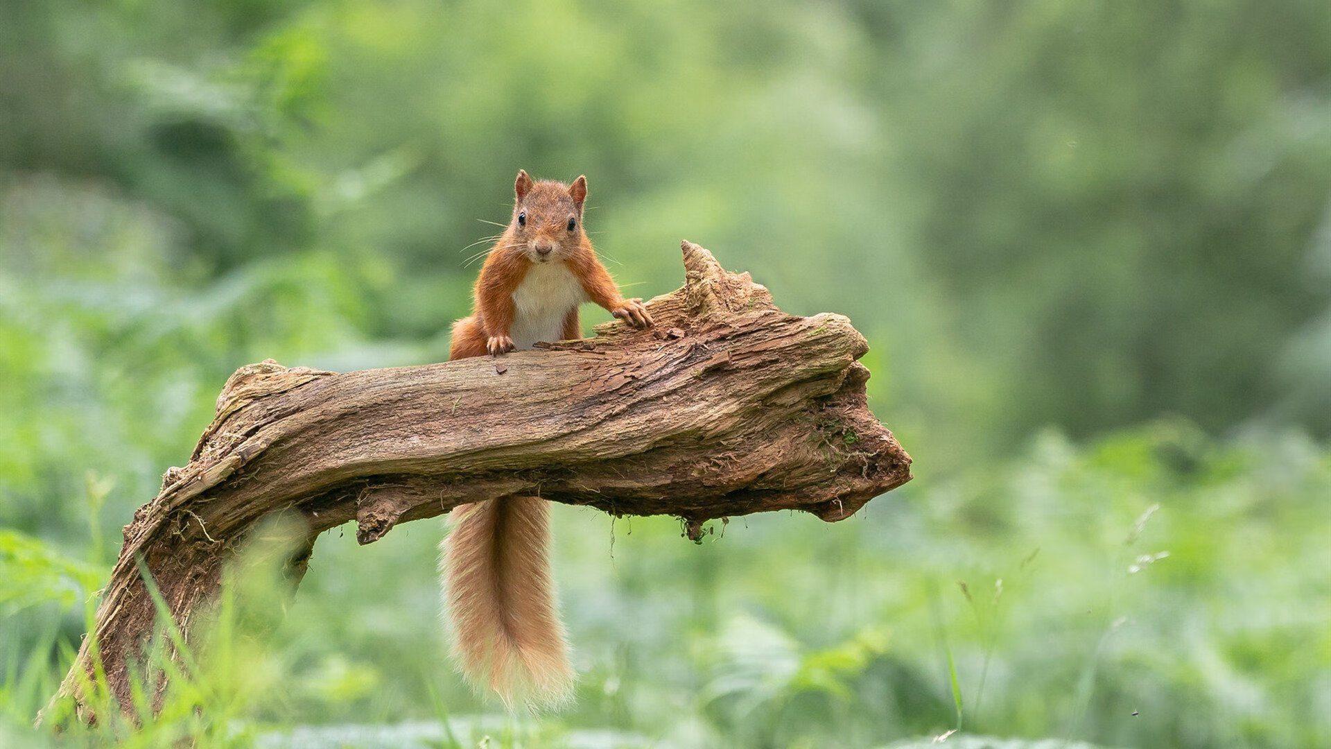 墨西哥骑手卡洛斯·汉克在巴黎奥运会上与“Porthos Maestro WH Z”马匹携手参赛,表现出色。