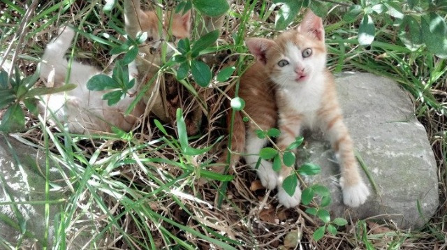 意大利网球选手在混合双打中获得银牌,意大利网球男选手
