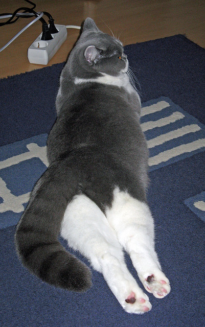 雷霆球迷包机远征,为客场加油助威成热潮,雷霆送出的球星