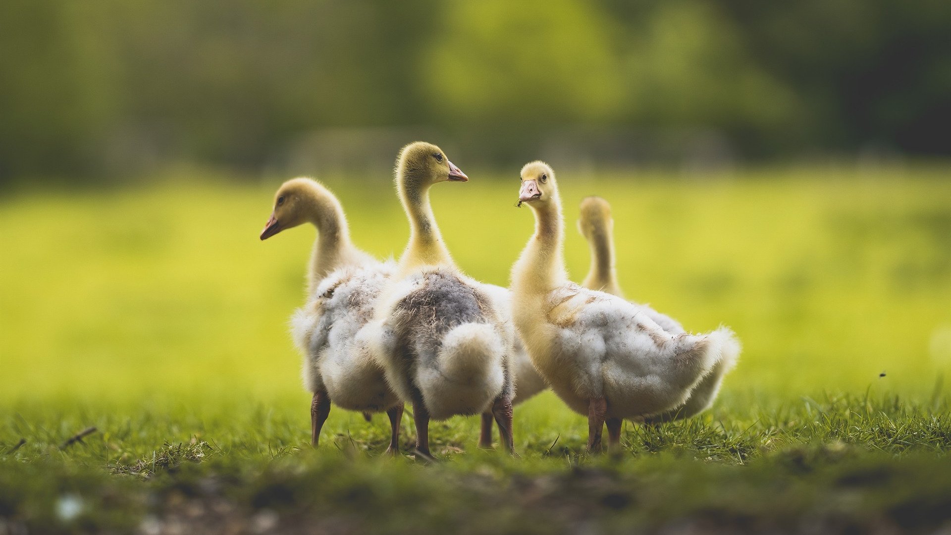 《勇士主场惜败湖人,系列赛总比分1-1》,勇士队对战湖人队视频