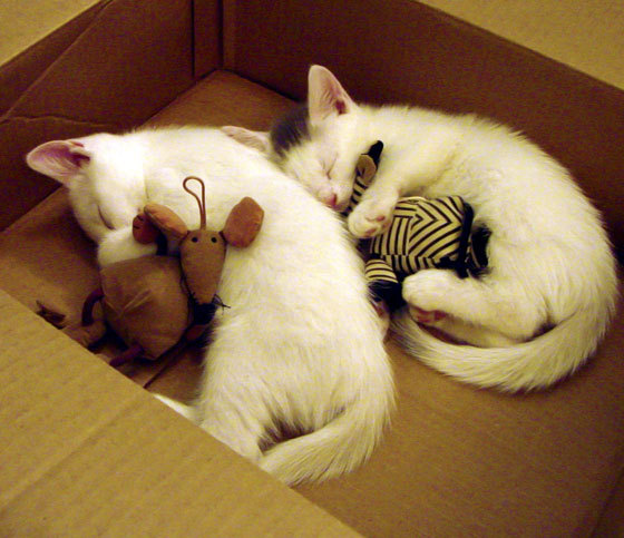 上海久事外援表现持续出色,上海久事为什么有外援