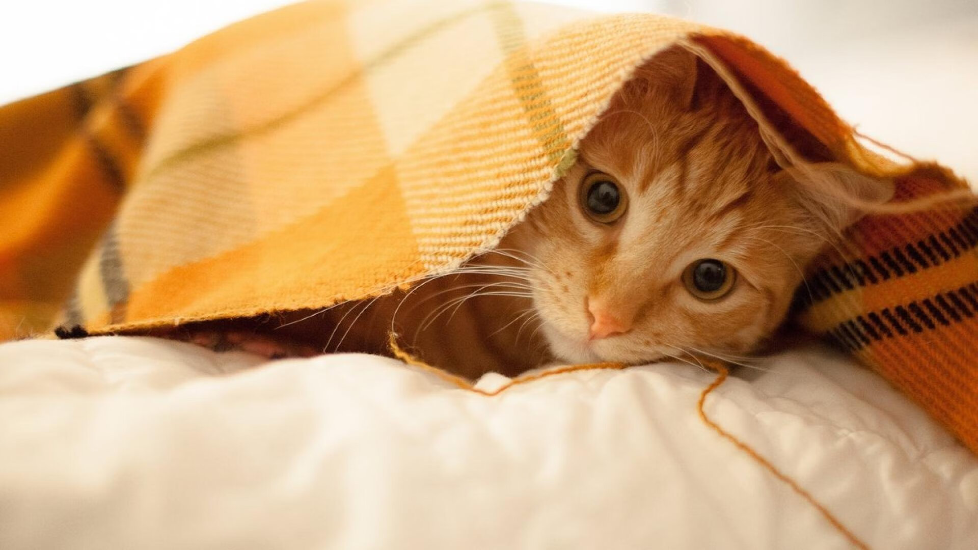 中超联赛收官在即，各队积分悬殊分出胜负