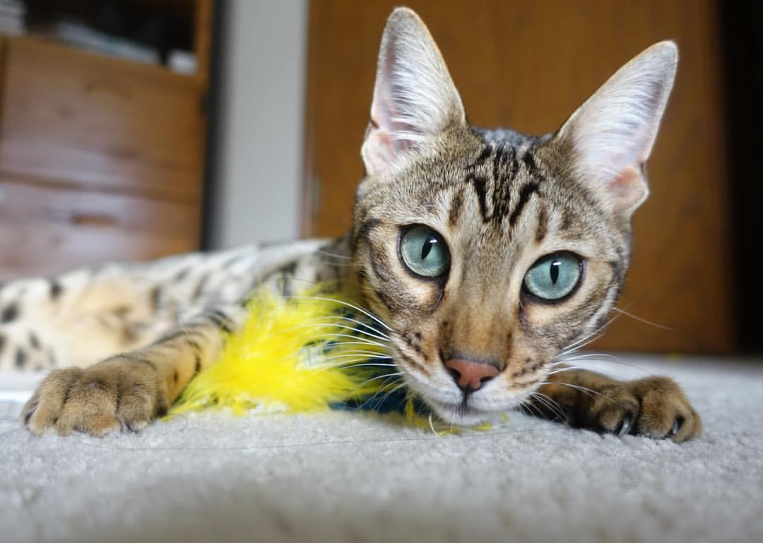 利物浦主帅贝尔萨急需增加后卫人员,利物浦8_0贝西克塔斯